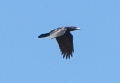 golden eagle