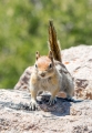 crater-lake-chipmunk_28176146704_o