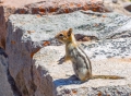 crater-lake-chipmunk_28176147094_o