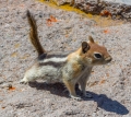 crater-lake-chipmunk_28793708845_o