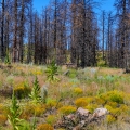 hwy-n-of-mt-shasta_28796081765_o
