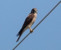 american kestral