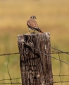 american kestral