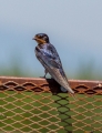 barn swallow