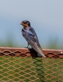 barn swallow