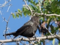 brewar's blackbird, juvinile