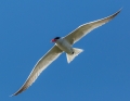 caspian tern