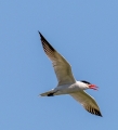 caspian tern