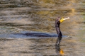 double-crested cormorant