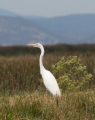 great egret