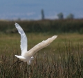 great egret