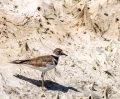 killdeer