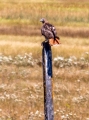 red-tailed hawk