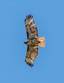 red-tailed hawk