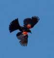 red-winged blackbird