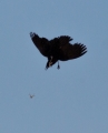 red-winged blackbird