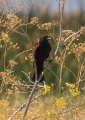 red-winged blackbird