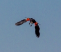 red-winged blackbird