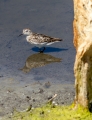 solitary sandpiper