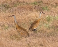 sandhill crane