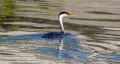 western grebe