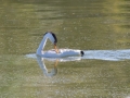 western grebe