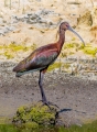 white-faced ibis