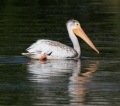 white pelican