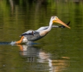 white pelican