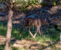 mikes-house-fawn_28178674113_o